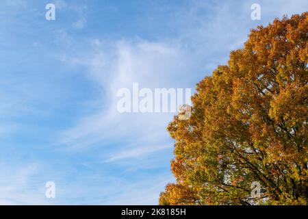 Teilansicht eines Baumes mit orangefarbenen Herbstblättern gegen den blauen Himmel mit viel Platz auf dem Bild Stockfoto