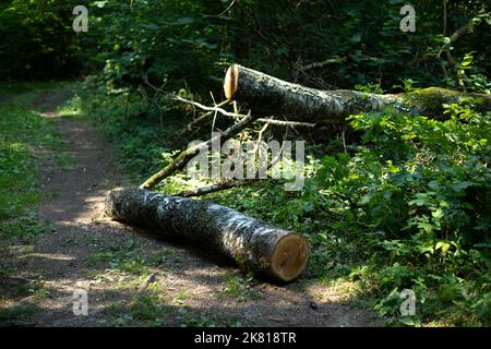 Baum auf der Spur schneiden. Gesägte Birke. Baum, der im Wald fiel. Teile des Sägewerks. Stockfoto