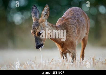 Rehe fressen ein Ohr aus Winterweizen Stockfoto