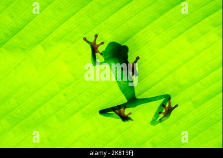 Rotaugen-Baumfrosch (Agalychnis callidyas) Schatten durch Blatt gesehen, Costa Rica. Stockfoto