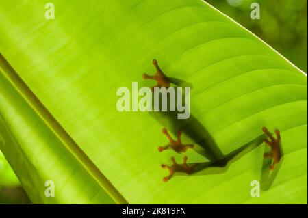 Rotaugen-Baumfrosch (Agalychnis callidyas) Schatten durch Blatt gesehen, Costa Rica. Stockfoto
