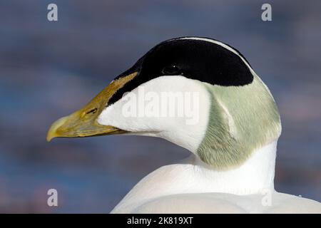 Eider Duck, Somateria mollissima, Drake, Rüde im Brutgefieder, Drake Portrait Northumberland March Stockfoto