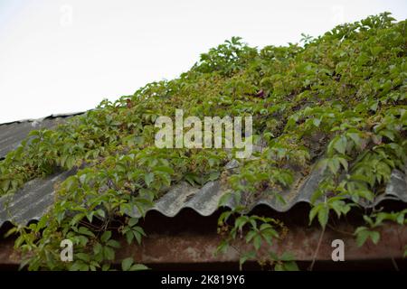 Bindkraut auf dem Dach. Pflanze auf dem Dach des Hauses. Details des ländlichen Hauses. Architektur im Dorf. Bindenkraut wächst an der Wand. Stockfoto