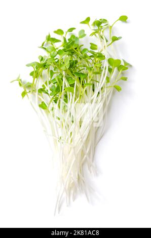 Ein Haufen frischer Grünkohl, roher gesprossener Grünkohl mit lockigen Blättern. Verzehrfertige grüne Triebe, Sämlinge, Cotyledons und junge Pflanzen von Brassica oleracea. Stockfoto