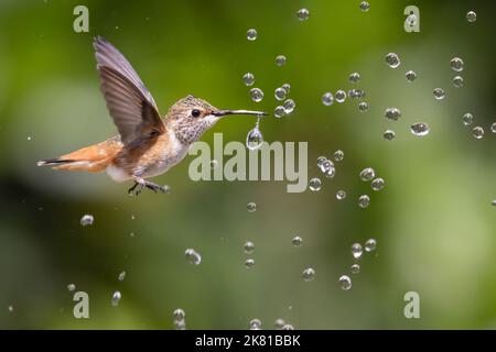 Ein Rufous-Kolibri (Selasphorus rufus), der durch Wassertropfen fliegt Stockfoto