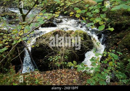 Herbstliches Wasser aus Aira Beck, das von einem massiven Felsbrocken über Aira Force, Lake Ullswater, Lake District, Cumbria, Großbritannien, umgeleitet wird Stockfoto