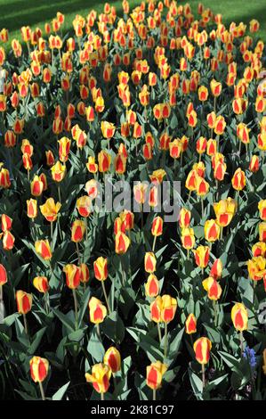 Rote und gelbe Kaufmanniana-Tulpen (Tulipa) Stresa blühen im April in einem Garten Stockfoto