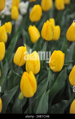 Gelbe Triumph-Tulpen (Tulipa), starke Goldblüte in einem Garten im März Stockfoto