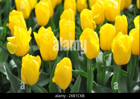 Gelbe Triumph-Tulpen (Tulipa), starke Goldblüte in einem Garten im April Stockfoto