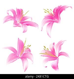 Frühlingsblumen Lily rosa Daylily Vektor-Illustration Stock Vektor