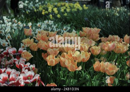 Orange Single Late Tullips (Tulipa) atemberaubende Aprikosenblüte in einem Garten im April Stockfoto