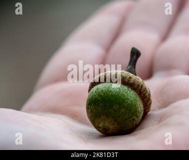 Nahaufnahme einer menschlichen Hand mit einer grünen Eichel von einer Eiche an einem warmen Tag im August mit einem verschwommenen Hintergrund. Algonquin Provincial Park, Ontario Stockfoto