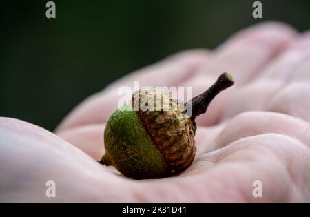 Nahaufnahme einer menschlichen Hand mit einer grünen Eichel von einer Eiche an einem warmen Tag im August mit einem verschwommenen Hintergrund. Algonquin Provincial Park, Ontario Stockfoto