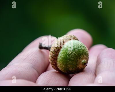 Nahaufnahme einer menschlichen Hand mit einer grünen Eichel von einer Eiche an einem warmen Tag im August mit einem verschwommenen Hintergrund. Algonquin Provincial Park, Ontario Stockfoto