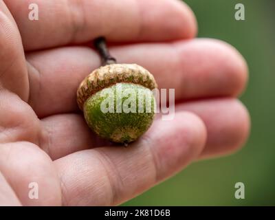 Nahaufnahme einer menschlichen Hand mit einer grünen Eichel von einer Eiche an einem warmen Tag im August mit einem verschwommenen Hintergrund. Algonquin Provincial Park, Ontario Stockfoto