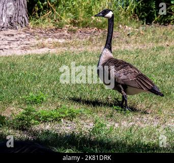 Nahaufnahme einer kanadischen Gans, die im kurzen Gras am ottawa-Fluss an einem hellen, sonnigen Tag im August nach Nahrung gefressen hat. Stockfoto