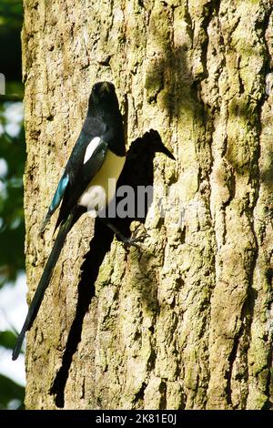 Nahaufnahme eines eurasischen Elbenvogels auf einem Baum Stockfoto