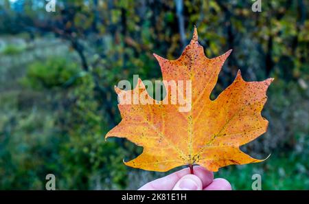 Nahaufnahme einer menschlichen Hand, die an einem kalten Oktobertag ein orangefarbenes Herbstahornblatt mit verschwommenen Bäumen und einem Feld im Hintergrund hält. Stockfoto