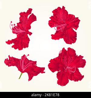 Blüten rot Rhododendren rot Set drei Bergstrauch vintage Vektor Illustration Stock Vektor