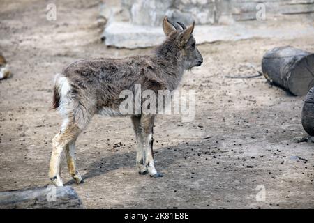 Ein süßer junger sibirischer Steinbock (Capra sibirica) mit kleinen Hörnern, die auf dem Boden stehen und nach vorne schauen Stockfoto