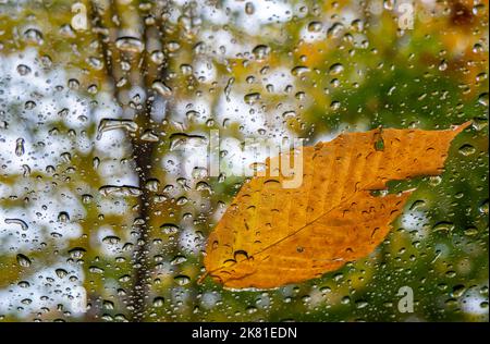 Nahaufnahme eines gelben Herbstblattes an einer Windschutzscheibe im Regen an einem kalten Oktobertag mit verschwommenen Herbstbäumen im Hintergrund. Stockfoto