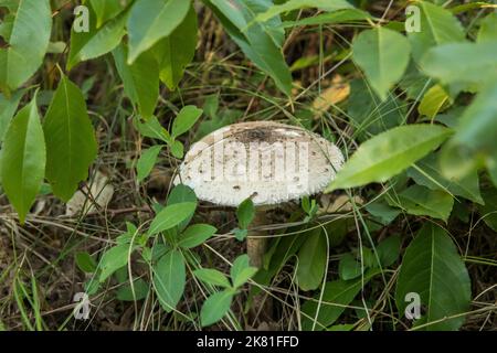 Sonnenschirmpilz (lat. Macrolepiota procera) im Naturschutzgebiet De Manteling bei Oostkapelle auf der Halbinsel Walcheren, Zeeland, Niederlande. Par Stockfoto