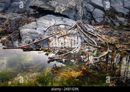 An einem Herbsttag trocknet der Stierkelkelp auf den Felsen neben einem hellen Gezeitenbecken. Stockfoto