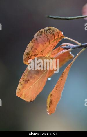 Letzte Farbvorstellung im Herbst mit bis zum Ende hängenden Blättern Stockfoto