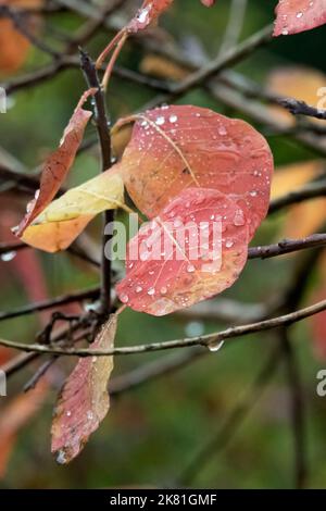 Wassertropfen auf Herbstblättern nach starken Niederschlägen Stockfoto