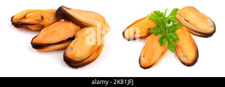 Royal Braun Champignon mit Petersilie Blatt auf weißem Hintergrund. Stockfoto