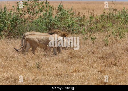 NGORONGORO PARK TANSANIA Stockfoto