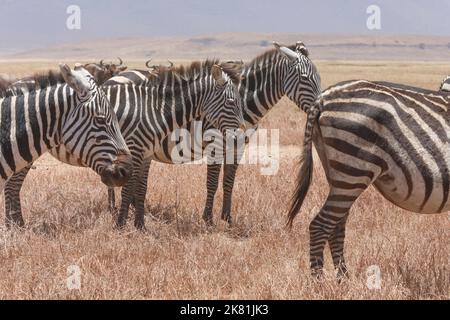 NGORONGORO PARK TANSANIA Stockfoto