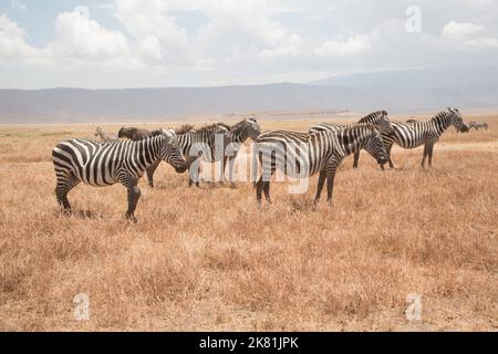 NGORONGORO PARK TANSANIA Stockfoto