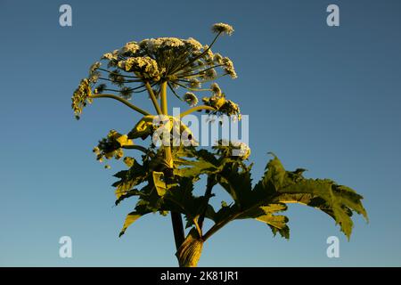 Weedy Pflanze. Hogweed gegen den Himmel. Pflanze in der Natur. Unkraut in Russland. Stockfoto