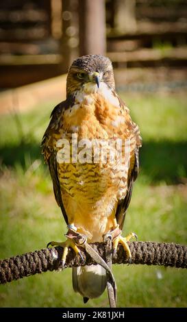 Falcon Stockfoto