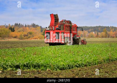 Ernte von Zuckerrüben mit Holmer Terra Dos T3 6-reihiger Rübenerntemaschine an einem Tag im Oktober. Salo, Finnland. 13. Oktober 2022. Stockfoto