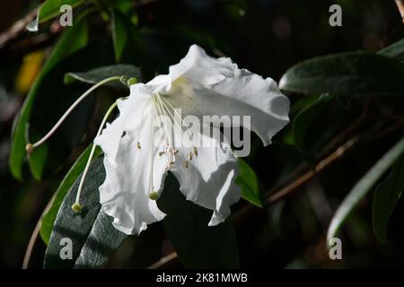 Kew Gardens Orchid Festival 2022 Stockfoto