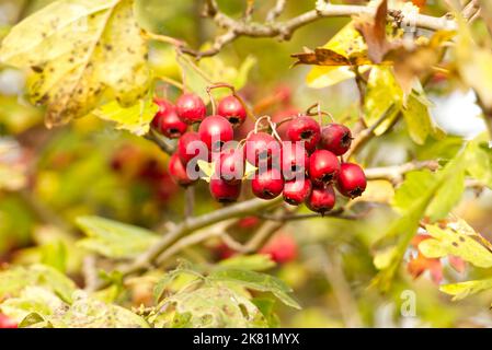 Nahaufnahme einer Gruppe reifer, leuchtend roter Weißdornbeeren, auch Hagebutten genannt, die im Herbst auf einer Weißdornhedgerow (Crataegus monogyna) wachsen. Stockfoto