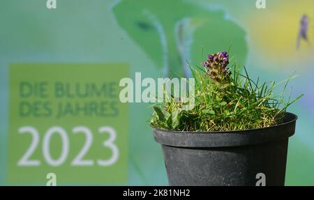 Hamburg, Deutschland. 20. Oktober 2022. Die kleine Braunelle (Prunella vulgaris) steht vor einem Plakat mit der Aufschrift "Blume des Jahres 2023" im Garten von Loki und Helmut Schmidts Haus im Berliner Bezirk Langenhorn. Die kleine Brownelle ist die 'Blume des Jahres 2023'. Mit dieser Wahl will die Loki Schmidt Stiftung auf den schleichenden Verlust heimischer Wildpflanzen aufmerksam machen und den Erhalt artenreicher Weiden, Wiesen, Wiesen und Straßenränder fordern. Kredit: Marcus Brandt/dpa/Alamy Live Nachrichten Stockfoto