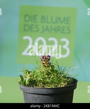 Hamburg, Deutschland. 20. Oktober 2022. Die kleine Braunelle (Prunella vulgaris) steht vor einem Plakat mit der Aufschrift "Blume des Jahres 2023" im Garten von Loki und Helmut Schmidts Haus im Berliner Bezirk Langenhorn. Die kleine Brownelle ist die 'Blume des Jahres 2023'. Mit dieser Wahl will die Loki Schmidt Stiftung auf den schleichenden Verlust heimischer Wildpflanzen aufmerksam machen und den Erhalt artenreicher Weiden, Wiesen, Wiesen und Straßenränder fordern. Kredit: Marcus Brandt/dpa/Alamy Live Nachrichten Stockfoto