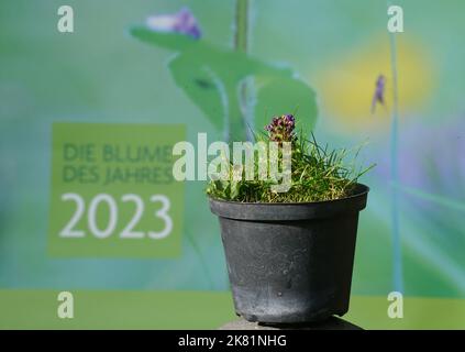 Hamburg, Deutschland. 20. Oktober 2022. Die kleine Braunelle (Prunella vulgaris) steht vor einem Plakat mit der Aufschrift "Blume des Jahres 2023" im Garten von Loki und Helmut Schmidts Haus im Berliner Bezirk Langenhorn. Die kleine Brownelle ist die 'Blume des Jahres 2023'. Mit dieser Wahl will die Loki Schmidt Stiftung auf den schleichenden Verlust heimischer Wildpflanzen aufmerksam machen und den Erhalt artenreicher Weiden, Wiesen, Wiesen und Straßenränder fordern. Kredit: Marcus Brandt/dpa/Alamy Live Nachrichten Stockfoto