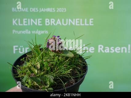 Hamburg, Deutschland. 20. Oktober 2022. Die kleine Braunelle (Prunella vulgaris) steht vor einem Plakat mit der Aufschrift "Blume des Jahres 2023" im Garten von Loki und Helmut Schmidts Haus im Berliner Bezirk Langenhorn. Die kleine Brownelle ist die 'Blume des Jahres 2023'. Mit dieser Wahl will die Loki Schmidt Stiftung auf den schleichenden Verlust heimischer Wildpflanzen aufmerksam machen und den Erhalt artenreicher Weiden, Wiesen, Wiesen und Straßenränder fordern. Kredit: Marcus Brandt/dpa/Alamy Live Nachrichten Stockfoto