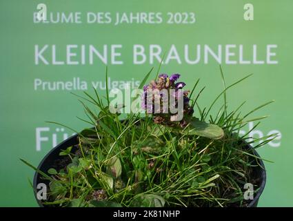 Hamburg, Deutschland. 20. Oktober 2022. Die kleine Braunelle (Prunella vulgaris) steht vor einem Plakat mit der Aufschrift "Blume des Jahres 2023" im Garten von Loki und Helmut Schmidts Haus im Berliner Bezirk Langenhorn. Die kleine Brownelle ist die 'Blume des Jahres 2023'. Mit dieser Wahl will die Loki Schmidt Stiftung auf den schleichenden Verlust heimischer Wildpflanzen aufmerksam machen und den Erhalt artenreicher Weiden, Wiesen, Wiesen und Straßenränder fordern. Kredit: Marcus Brandt/dpa/Alamy Live Nachrichten Stockfoto