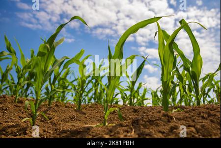 Maisfeld-Plantage auf dem Boden Stockfoto