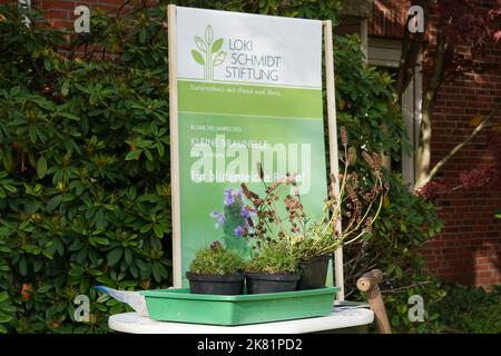 Hamburg, Deutschland. 20. Oktober 2022. Die kleine Braunelle (Prunella vulgaris) steht vor einem Plakat mit der Aufschrift "Blume des Jahres 2023" im Garten von Loki und Helmut Schmidts Haus im Berliner Bezirk Langenhorn. Die kleine Brownelle ist die 'Blume des Jahres 2023'. Mit dieser Wahl will die Loki Schmidt Stiftung auf den schleichenden Verlust heimischer Wildpflanzen aufmerksam machen und den Erhalt artenreicher Weiden, Wiesen, Wiesen und Straßenränder fordern. Kredit: Marcus Brandt/dpa/Alamy Live Nachrichten Stockfoto