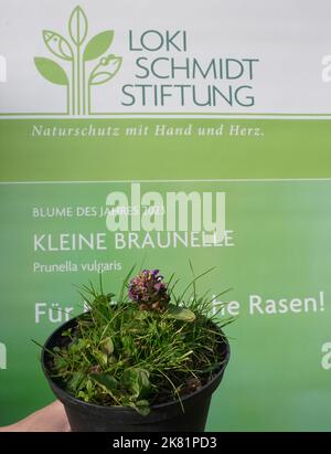 Hamburg, Deutschland. 20. Oktober 2022. Die kleine Braunelle (Prunella vulgaris) steht vor einem Plakat mit der Aufschrift "Blume des Jahres 2023" im Garten von Loki und Helmut Schmidts Haus im Berliner Bezirk Langenhorn. Die kleine Brownelle ist die 'Blume des Jahres 2023'. Mit dieser Wahl will die Loki Schmidt Stiftung auf den schleichenden Verlust heimischer Wildpflanzen aufmerksam machen und den Erhalt artenreicher Weiden, Wiesen, Wiesen und Straßenränder fordern. Kredit: Marcus Brandt/dpa/Alamy Live Nachrichten Stockfoto