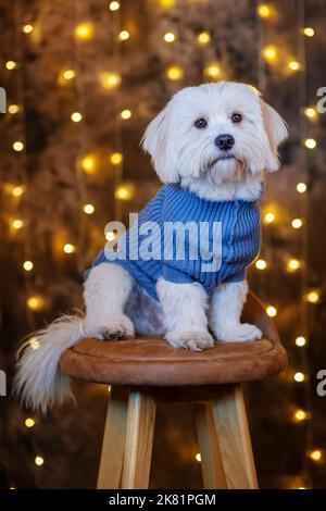 Niedlicher bichon havanese Hund sitzt auf Stuhl Studioaufnahme Stockfoto