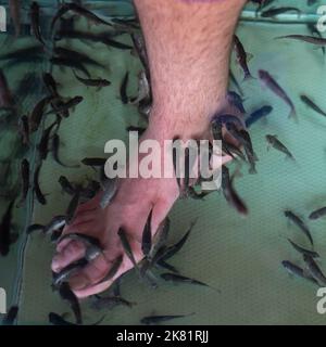 Gara Rufa Arzt Fisch behandeln menschliche Beinhaut im Wasserbehälter Stockfoto