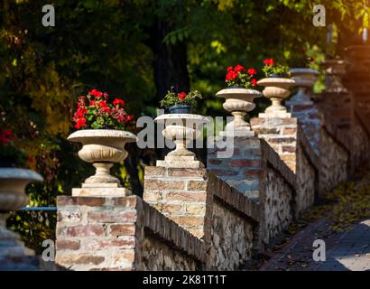 Viele rote Geranienblüten in Töpfen im Freien Stockfoto