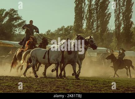 Ungarischer Reiter reitet fünf Pferde. Er trägt die traditionelle ungarische Nationaltracht für die Pferdeshow, SALFÖLD, UNGARN - 10. AUGUST 2005. Stockfoto